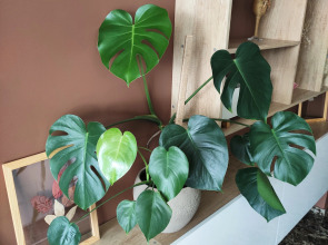 Премиум апартаменты в центре Симфония Deluxe