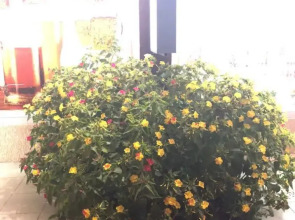 Гостевой дом Residence Terrace