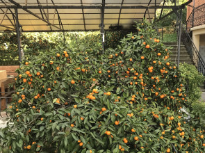 Мини-отель Мандариновый сад