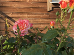 Гостевой дом Волшебный сад