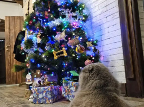 Гостевой дом Дом Ершова