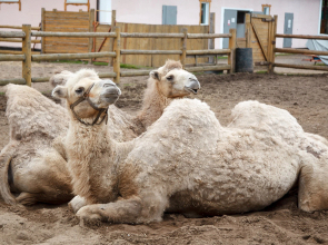 Отель Яхонты Ногинск