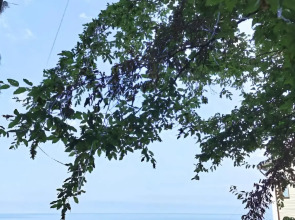 Гостевой дом Сочи