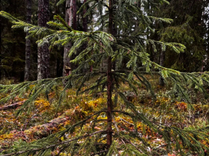 Частный дом Ладожские дюны