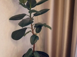 Апартаменты Воронеж