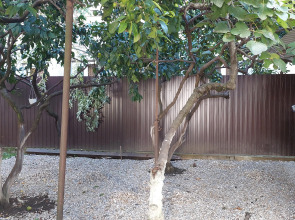 Гостевой дом Белый Лотос