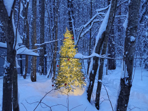 Гостевой Дом Shuya Tiny House (4-х Местный)