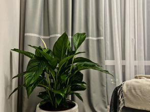 Апартаменты Quiet