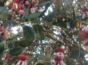 Апарт-отель Шале Тасианна