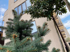 Мини-Отель A-more Gagra