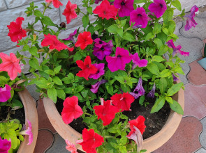 Гостевой дом на Цитрусовой