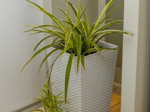 Апартаменты на 1905 года 83