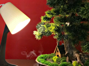 Отель Пония