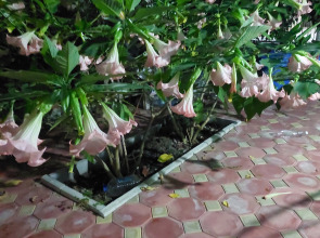 Гостевой дом Белый Лотос