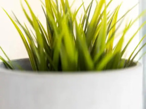 Квартира Толстой Лейтейзена