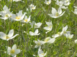 Мини-Отель Усадьба Марьина Роща