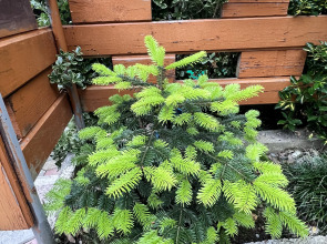 Гостевой дом Амальфи