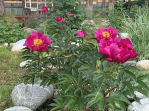 Мини-отель Подснежник