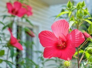 Гостевой дом Век
