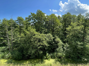 Квартира Forest appartment