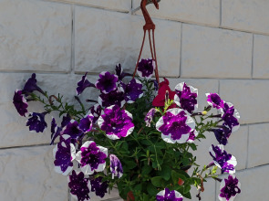 Гостевой дом на Цитрусовой