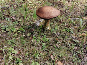 Гостевой дом Окулова Заимка