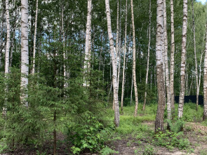 Частный дом A-фрейм в лесу Зеленого города