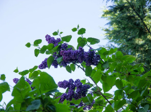 Меблированные комнаты Вилла Северин