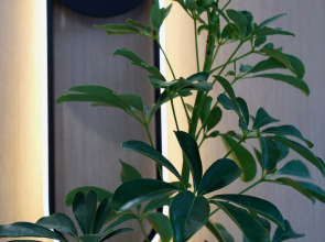 Отель Shosh Modern