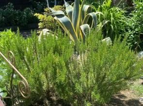 Гостевой Дом Гостевые Домики Гудаута