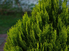 Меблированные комнаты Вилла Северин