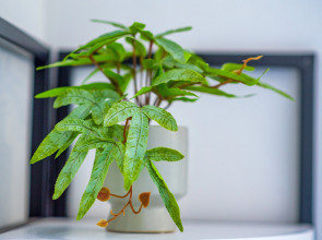 Апартаменты HB apartments University I