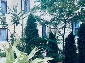 Дом с Енотами  Надежда