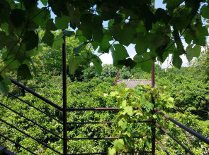 Отель Мандариновый берег