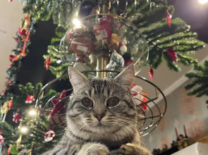 Шале Тихая Прохлада