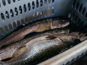 База отдыха Рыбачий стан