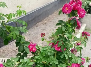 Гостевой Дом на Яснополянской