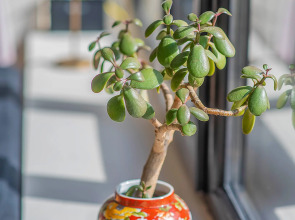 Апартаменты HB apartments Pier Kobakhidze