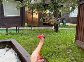 Гостевой дом Усадьба