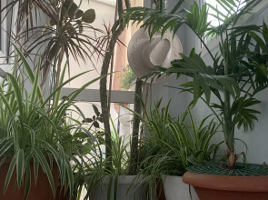 Гостевой дом Инжир