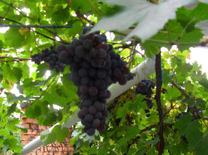 Гостевой дом Волна