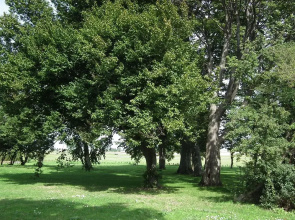Lyckebo Manor