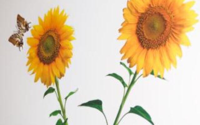 SantAnna Bed & Breakfast