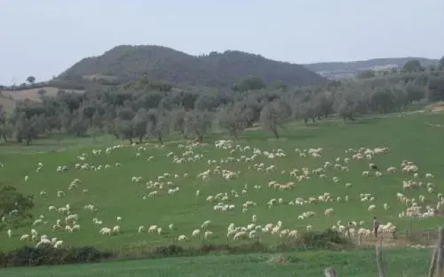 Agriturismo La Valle degli Ulivi