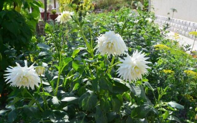 Green Dilijan B&B