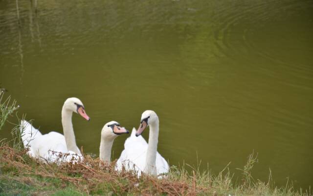 Le Domaine des Fagnes