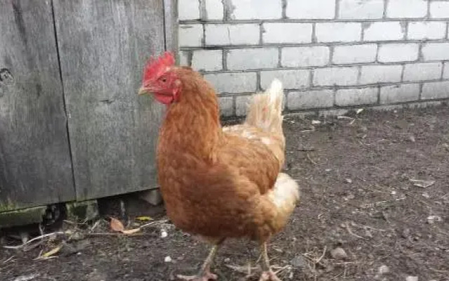 Imperija