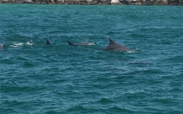 Nautilus 3605 Waverly by RedAwning