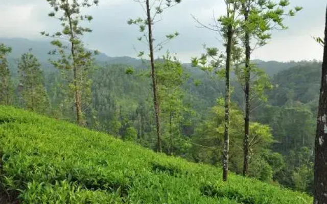 Tea Garden Holiday Home