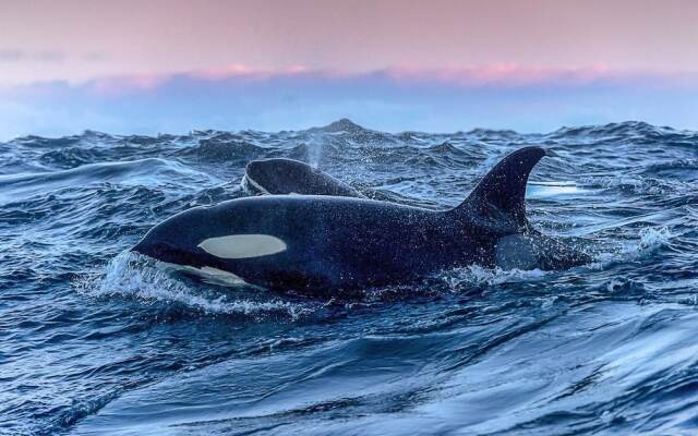 Aurora Glamping By The Whales